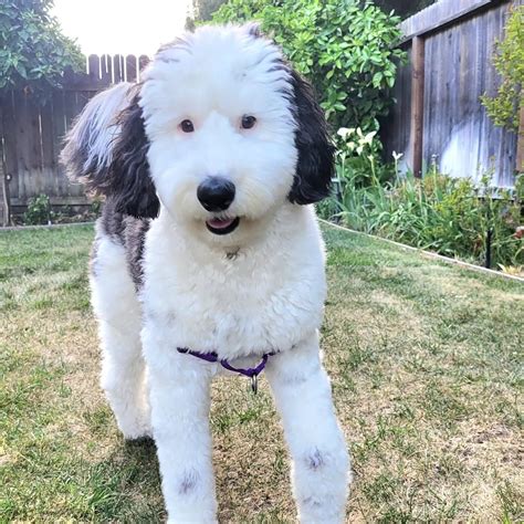 bayley dog snoopy|Bayley the dog, a mini sheepadoodle who looks like Snoopy from。